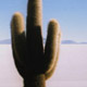 cacti-islaview.jpg