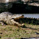 liwonde-croc1.jpg