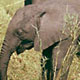 liwonde-elephants9.jpg