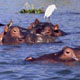 liwonde-hippos1.jpg