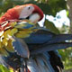 macaw.jpg