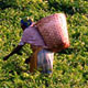 mulanje-teapicking.jpg