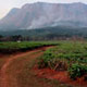 mulanje-teaview.jpg