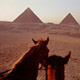 pyramids-horses.jpg