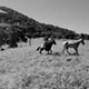 telicahike-horse2.jpg