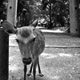 todaiji-deergate.jpg