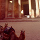 treasury-camel.jpg
