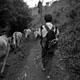 trek-day1-cowtrail2.jpg