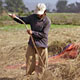 trek-day4-riceharvest1.jpg