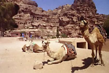 Petra camels