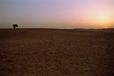 Desert sunset