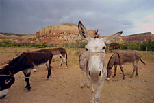 Ghost Ranch donkeys